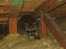 raccoon-in-attic.jpg