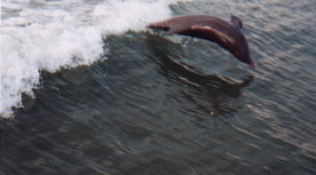 Dolphin leaping in wake of boat.